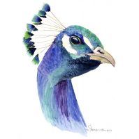 100-200 Peacock Head 2